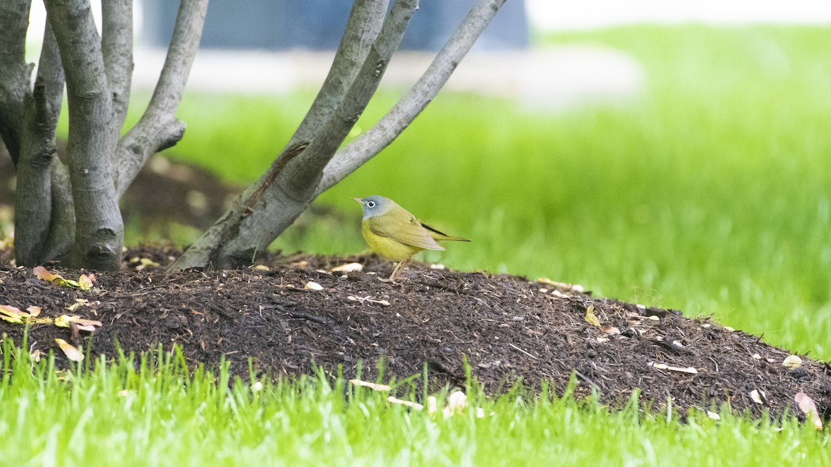 Connecticut Warbler - Bryan Calk