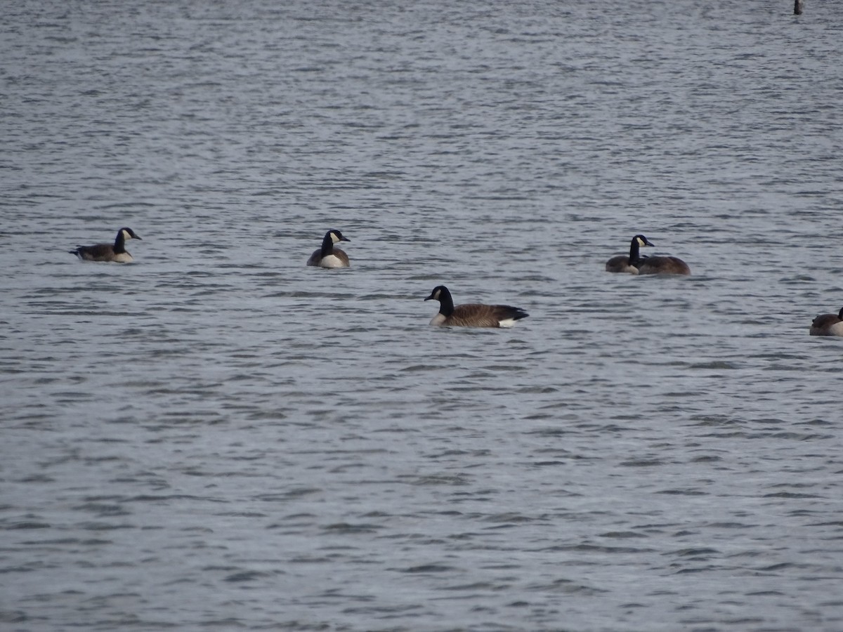 tanımsız kaz (Anser/Branta sp.) - ML169410511