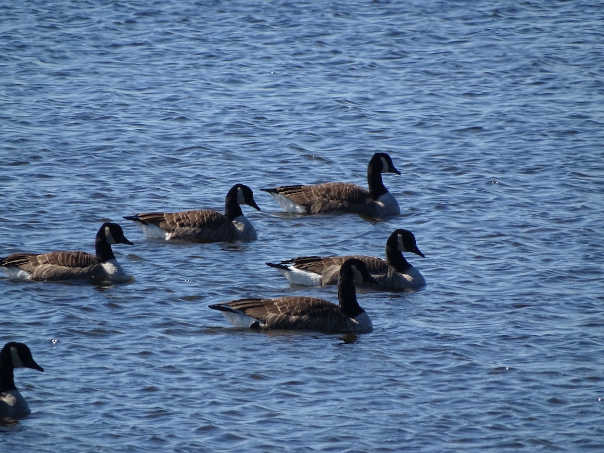 tanımsız kaz (Anser/Branta sp.) - ML169410521