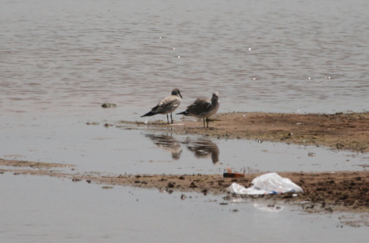 Laughing Gull - ML169411351