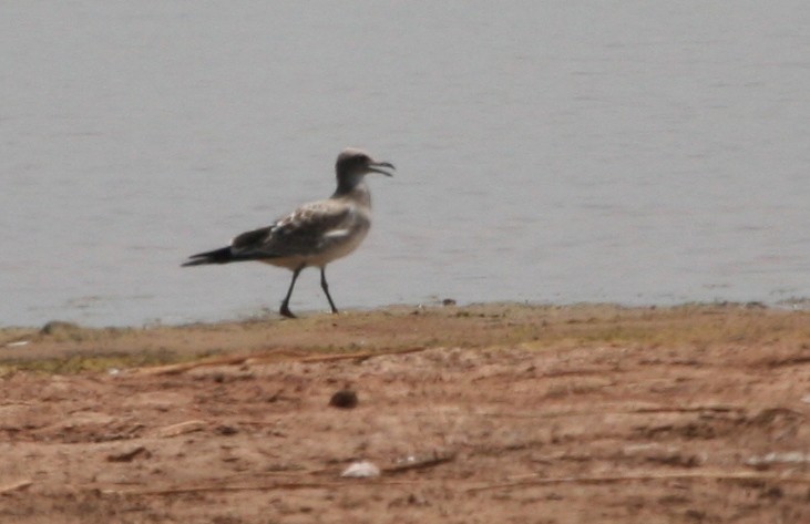 Laughing Gull - ML169411371