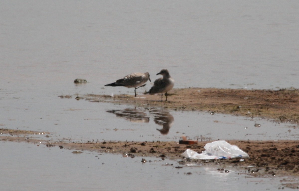 Laughing Gull - ML169411381