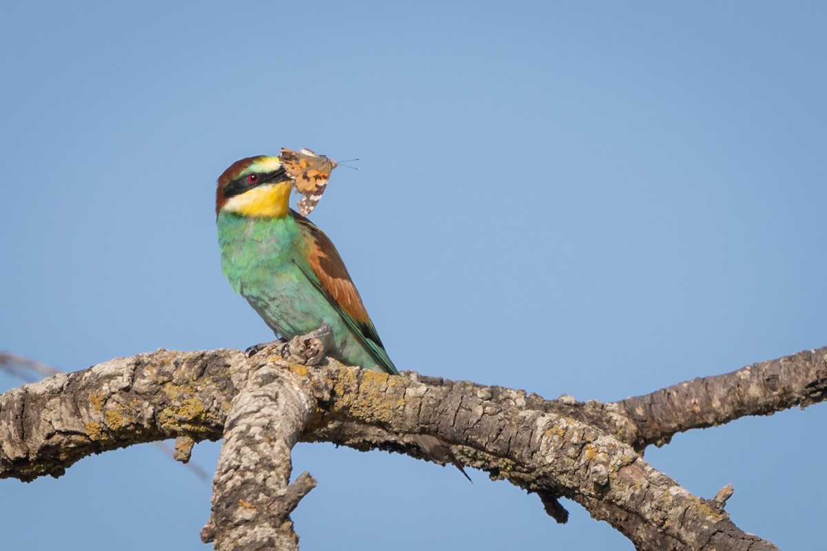 European Bee-eater - ML169411741
