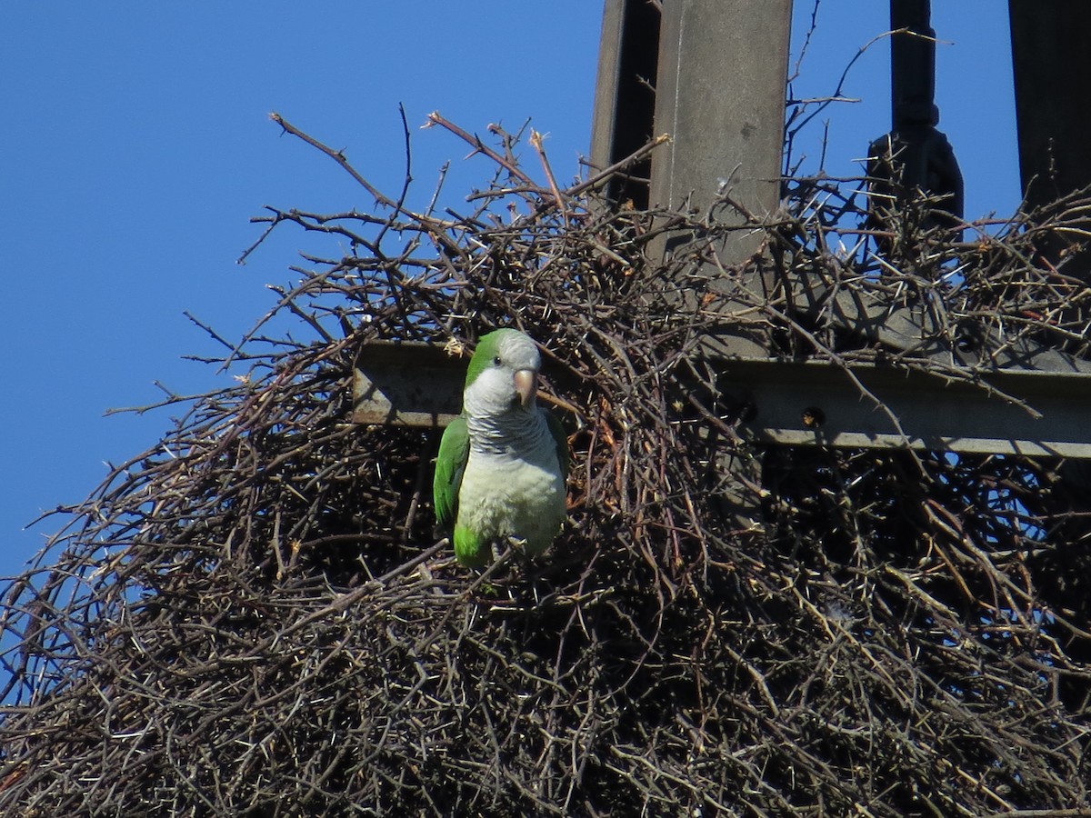 Monk Parakeet - ML169412681