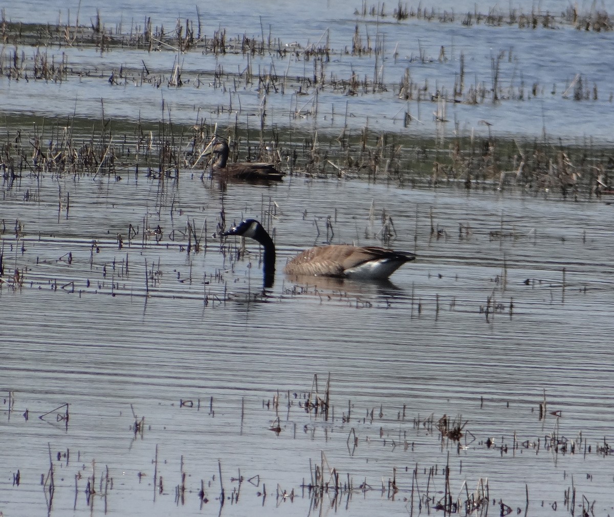 Canada Goose - Jim Priest