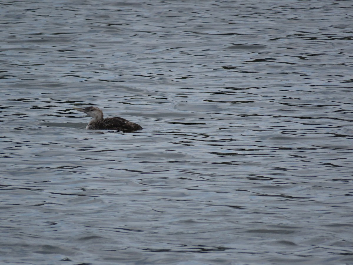 Yellow-billed Loon - ML169415621