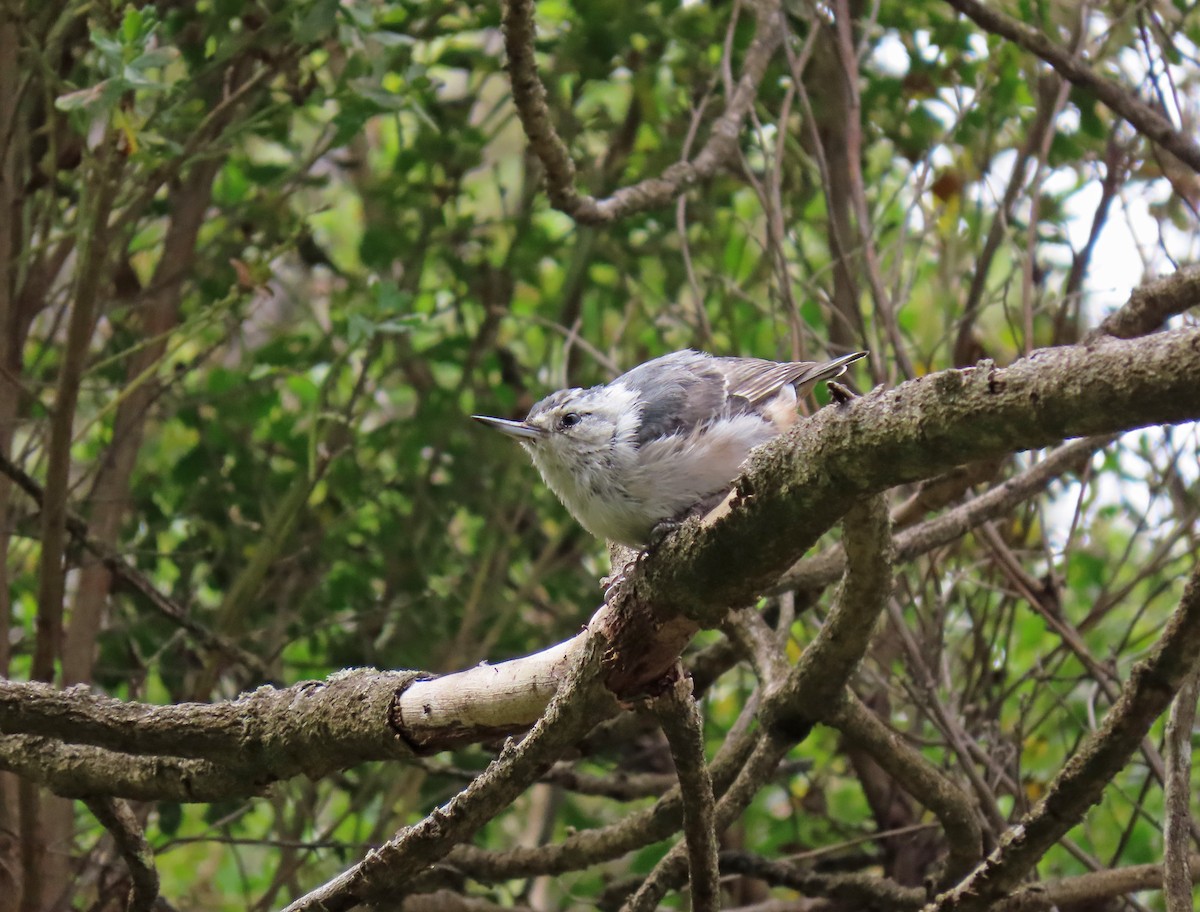 White-breasted Nuthatch - ML169415721