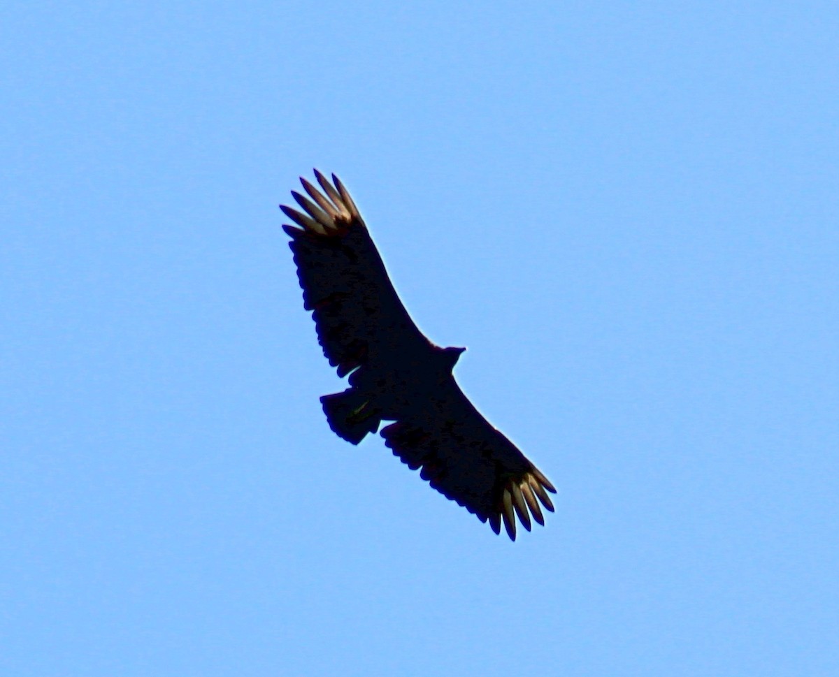 Black Vulture - ML169416961