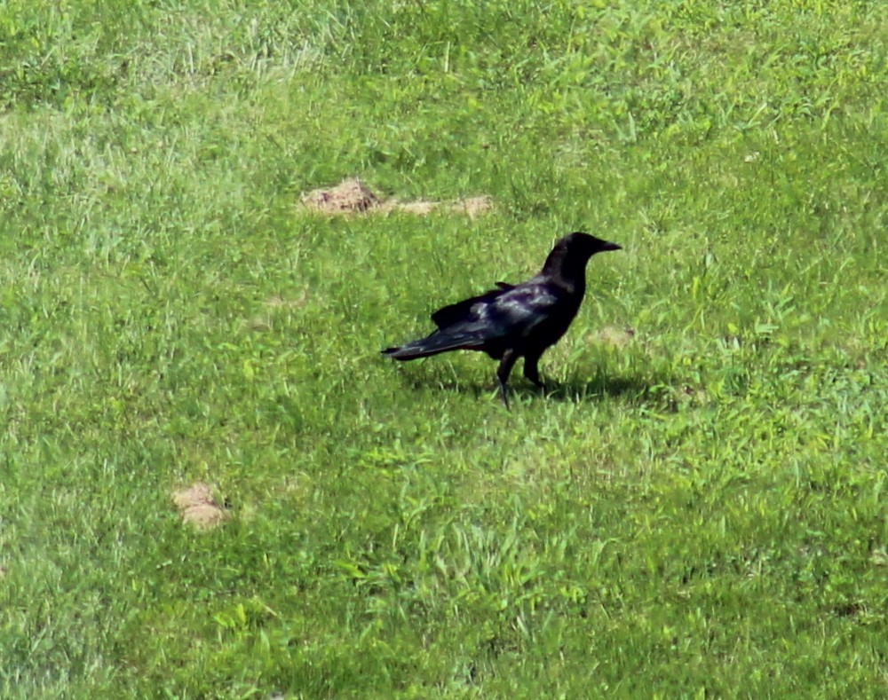 American Crow - ML169417161