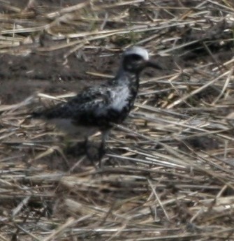 Black-bellied Plover - ML169417201