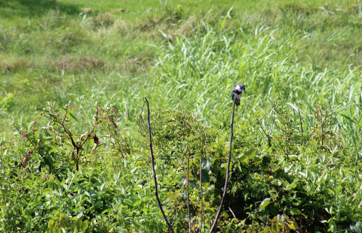 Belted Kingfisher - ML169417261