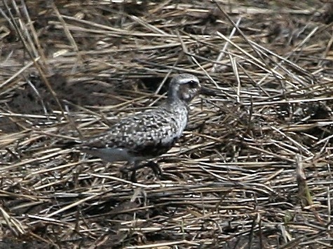 Black-bellied Plover - ML169417281