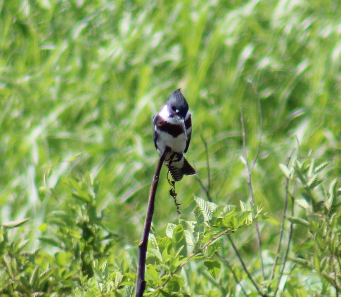 Belted Kingfisher - ML169417351