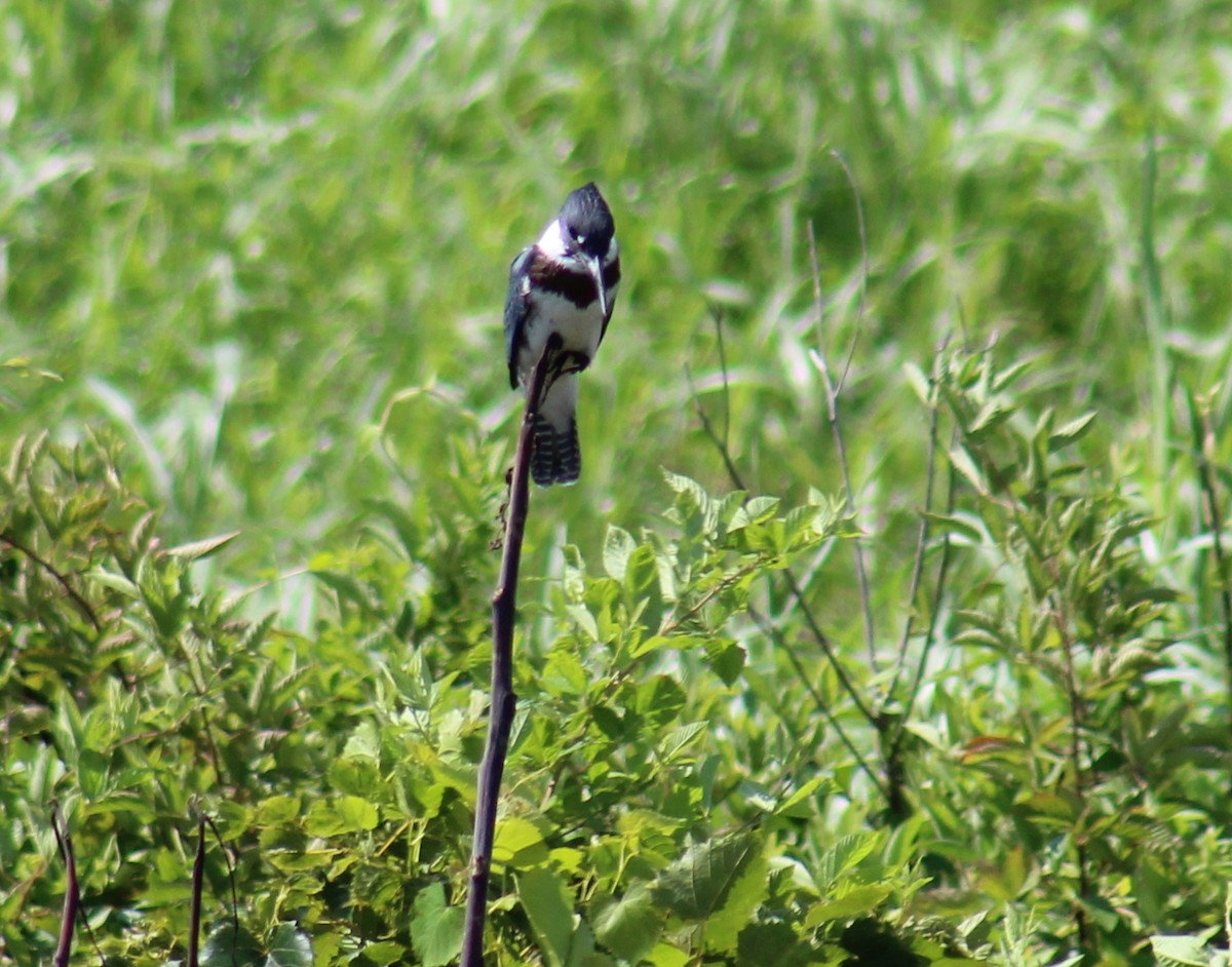 Belted Kingfisher - ML169417371