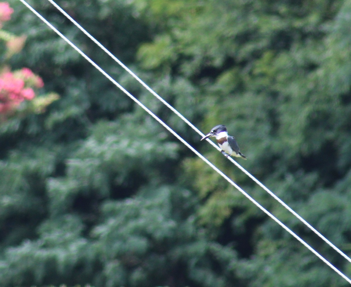 Belted Kingfisher - ML169417511