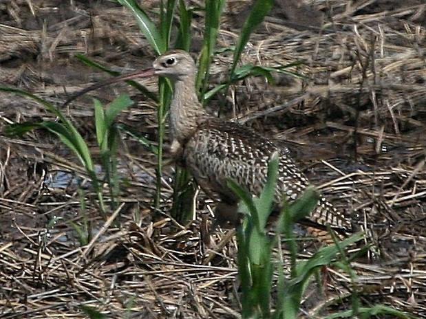 Long-billed Curlew - ML169417611