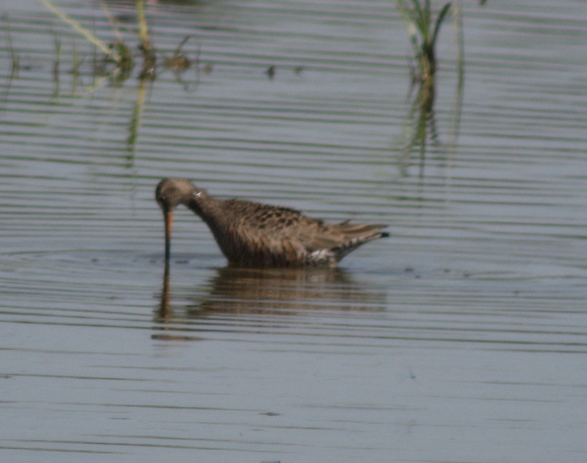 Hudsonian Godwit - ML169418221