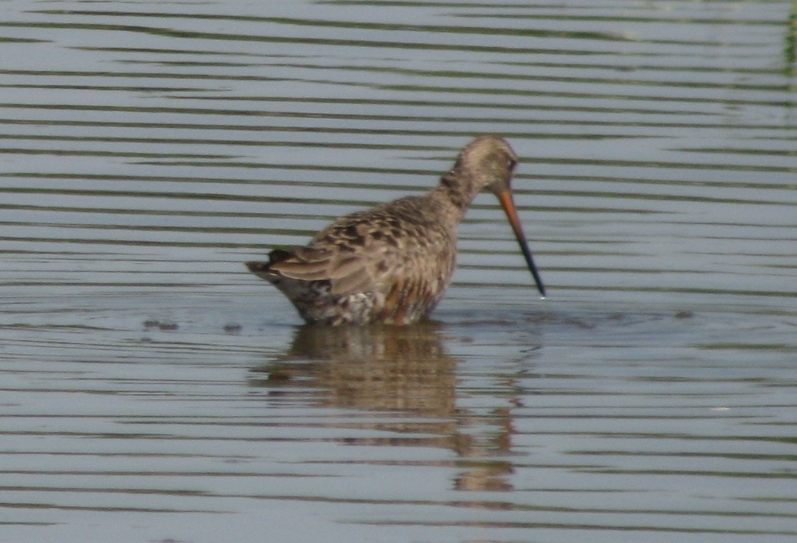 Hudsonian Godwit - ML169418271