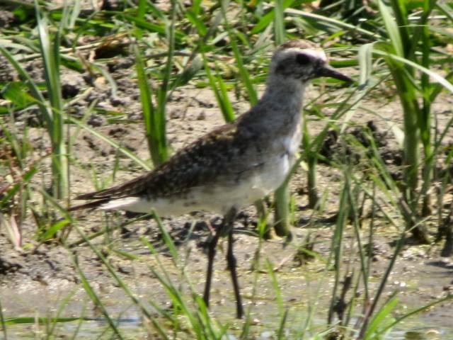 American Golden-Plover - ML169418391