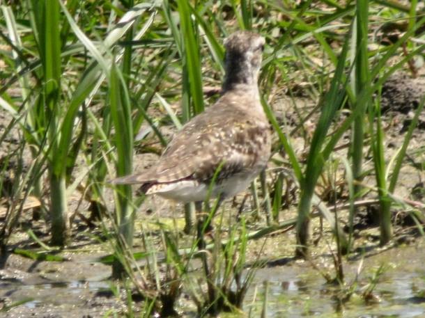 American Golden-Plover - ML169418421