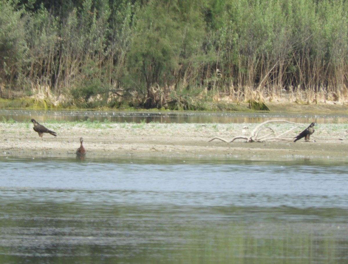 Halcón Peregrino - ML169418601