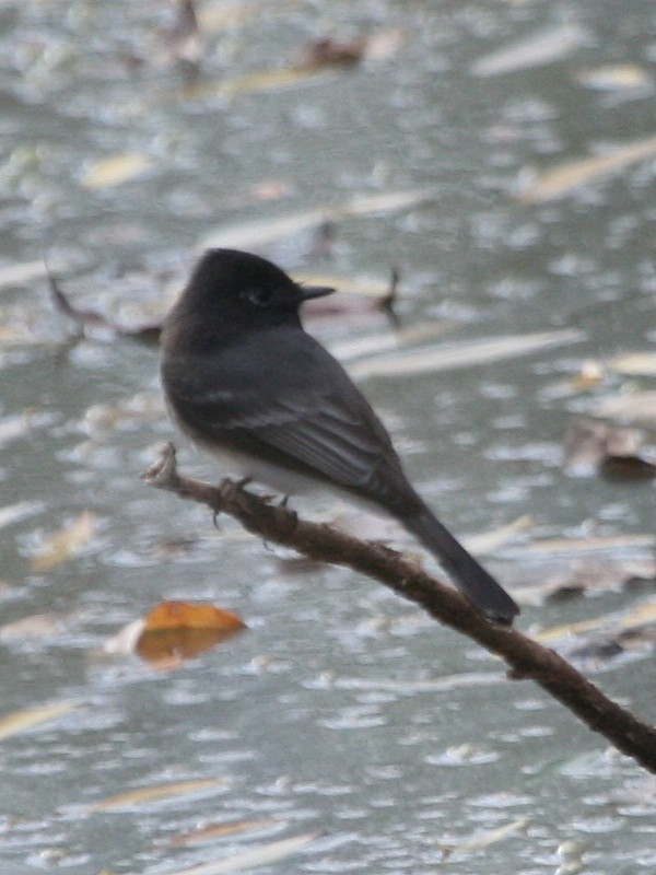 Black Phoebe - ML169418721