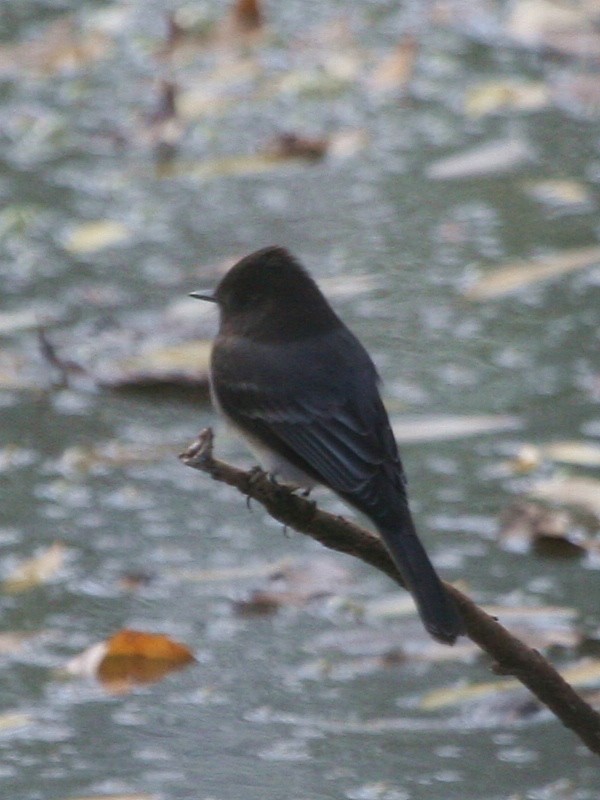 Black Phoebe - ML169418741