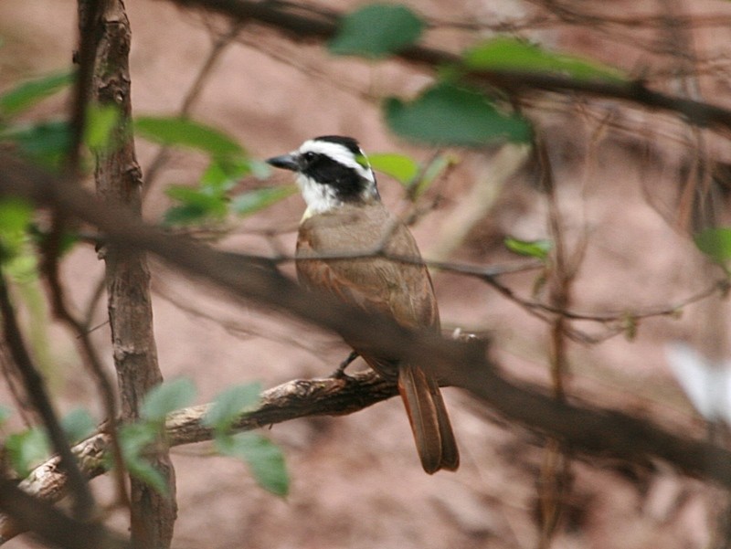 Great Kiskadee - ML169418881