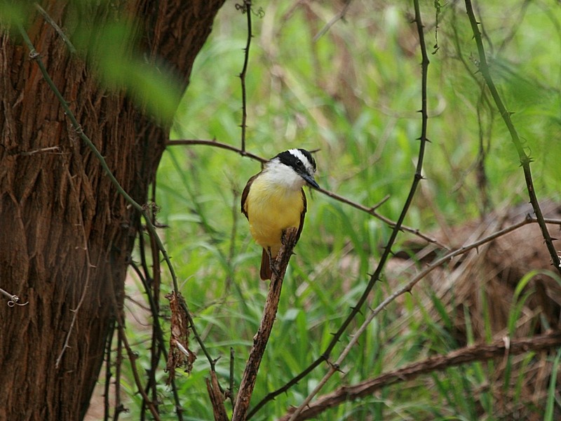 Great Kiskadee - ML169418901