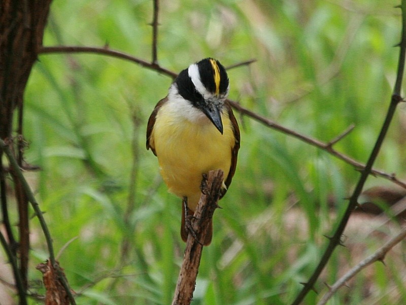Great Kiskadee - ML169418921