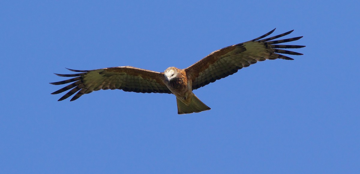 Square-tailed Kite - Liam Murphy