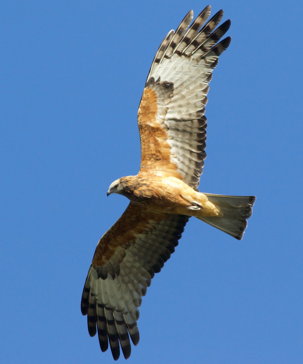 Square-tailed Kite - Liam Murphy