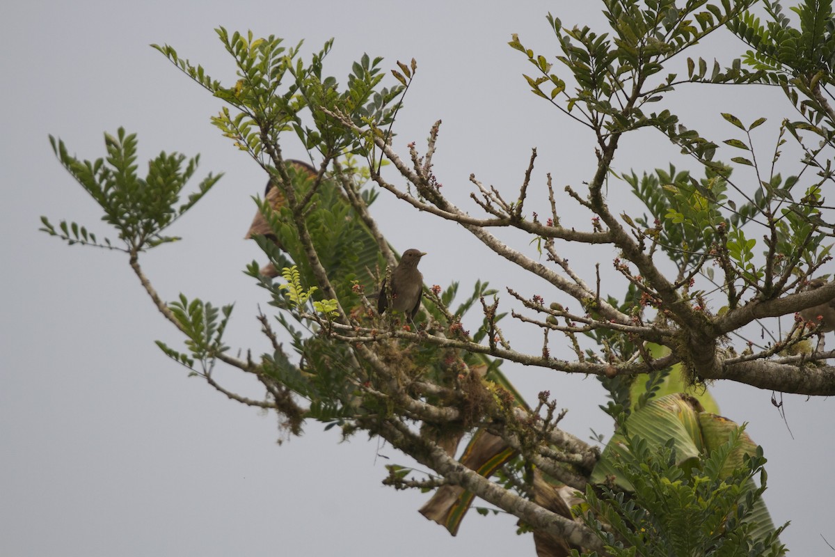 Ecuadorian Thrush - ML169419791