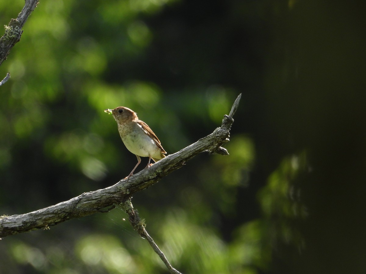 Veery - ML169420121