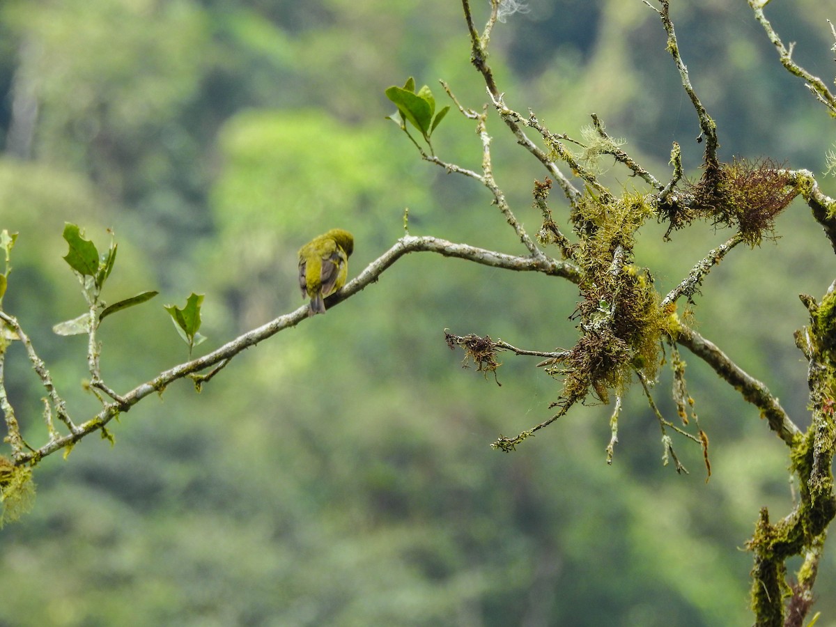 Yellow-bellied Siskin - ML169420861