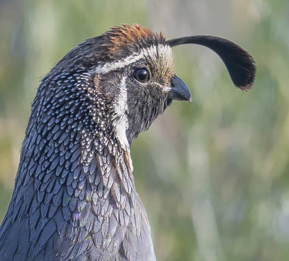 California Quail - William Richards