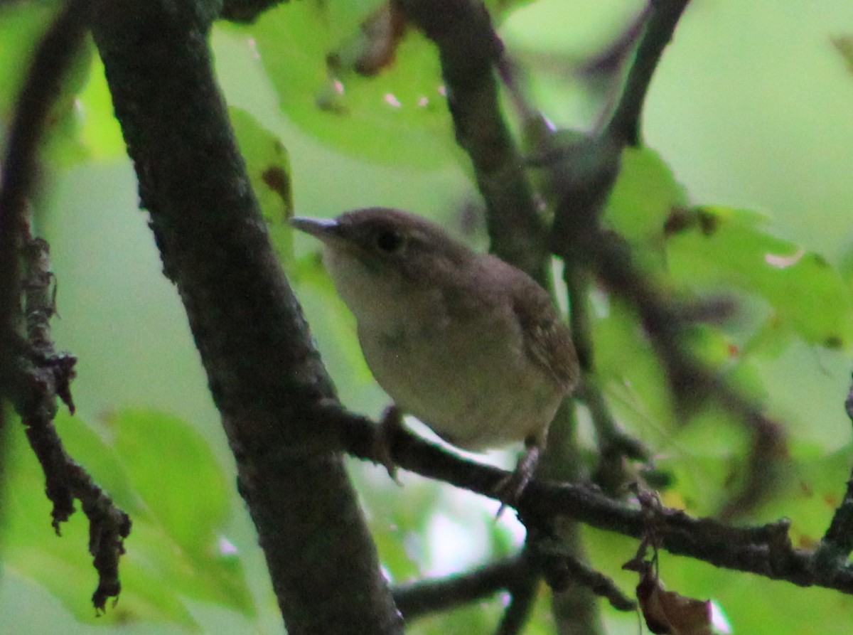 House Wren - ML169421881