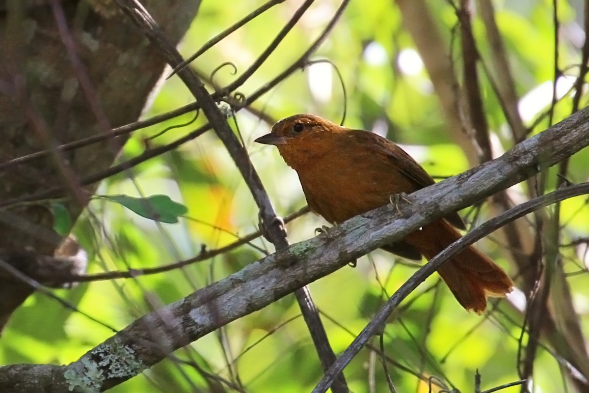 Russet-mantled Foliage-gleaner - ML169424921