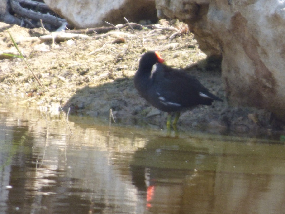 Common Gallinule - ML169426891