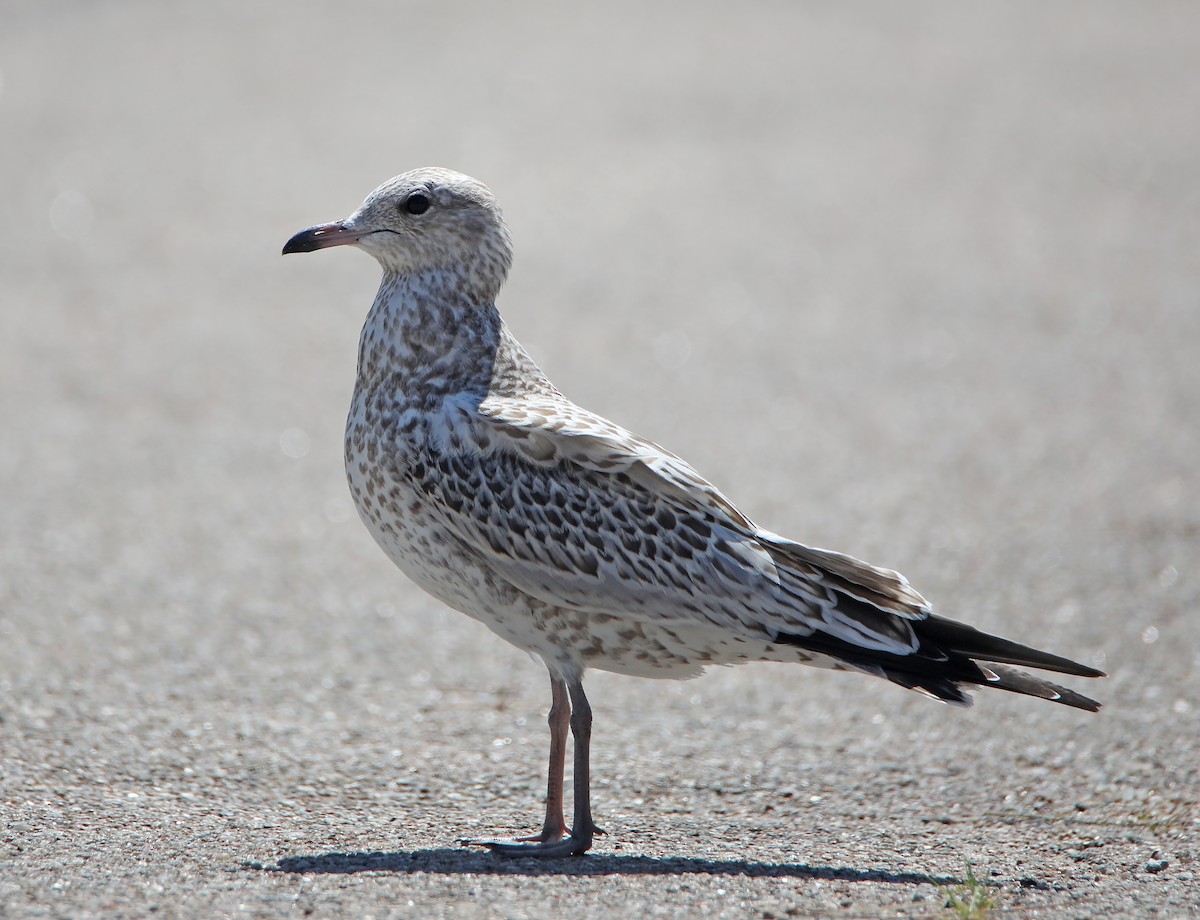 Ring-billed Gull - Elizabeth Winter