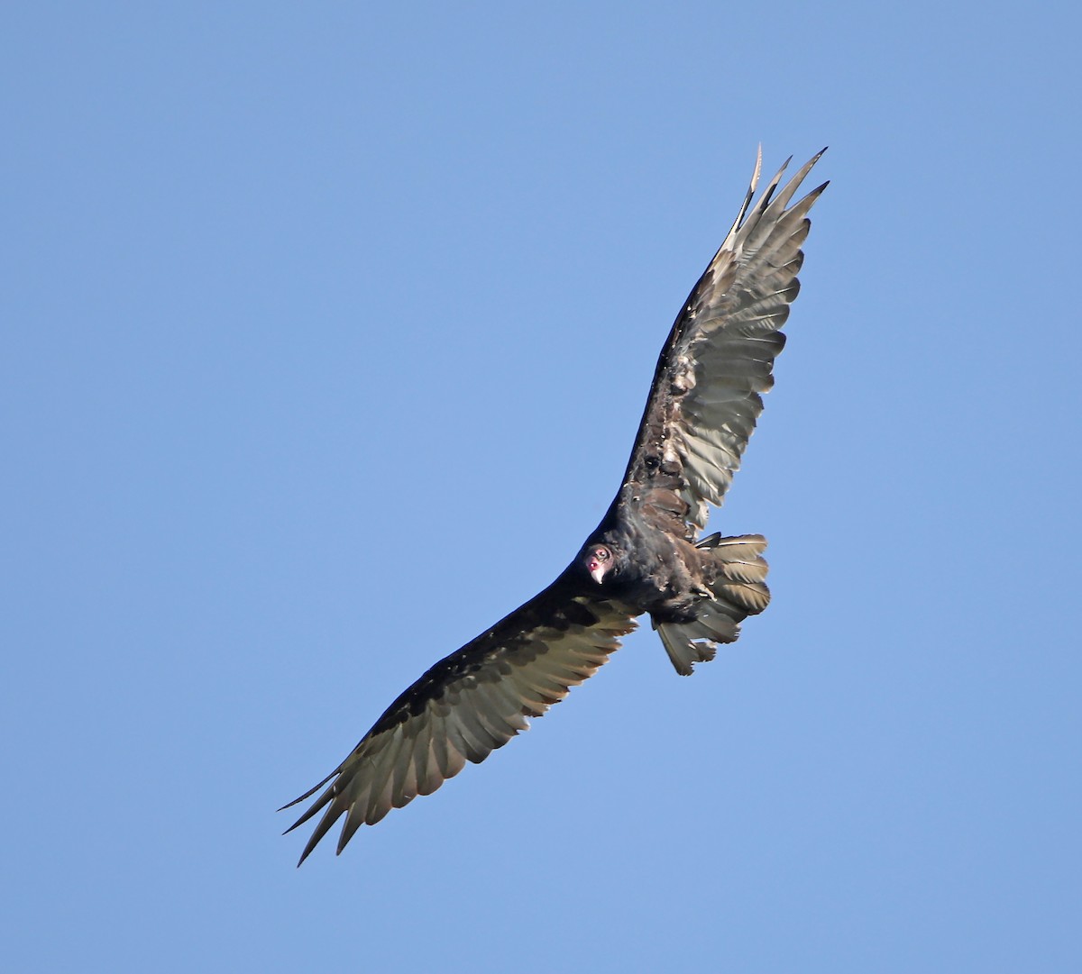 Turkey Vulture - ML169427191