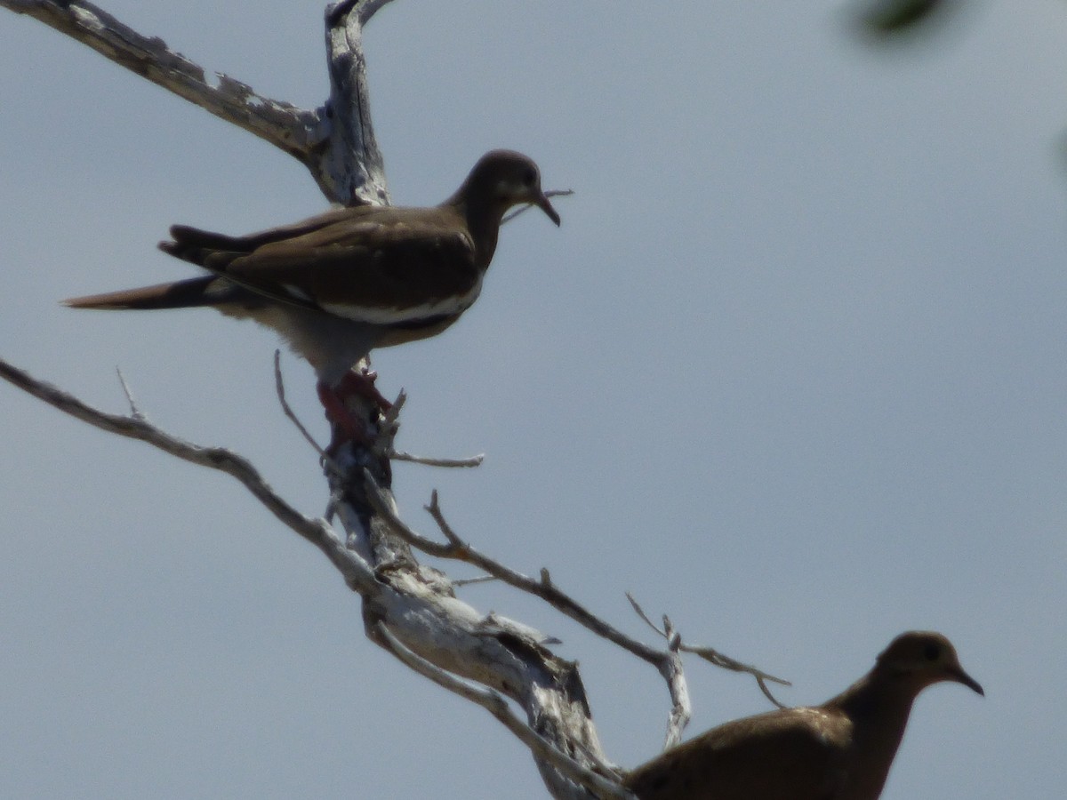 White-winged Dove - Tarra Lindo