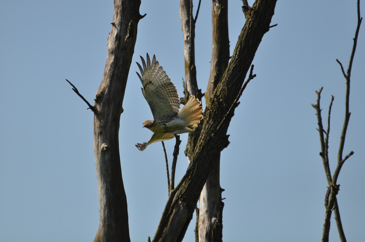 Red-tailed Hawk - ML169427381