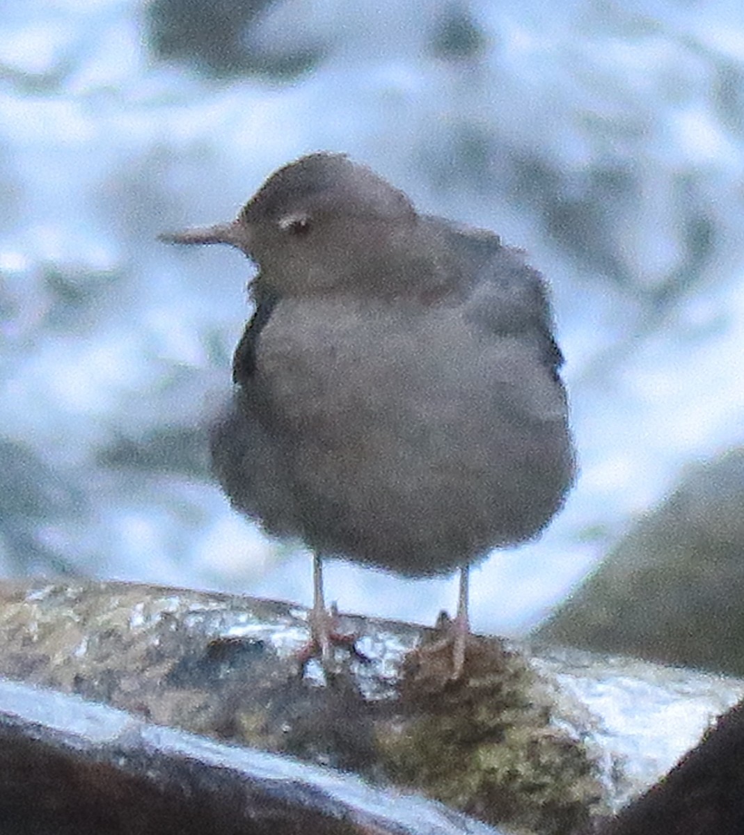 American Dipper - Colin Meusel