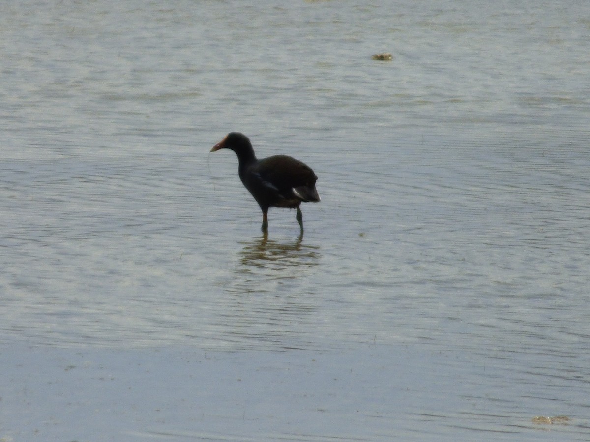 Common Gallinule - ML169429941