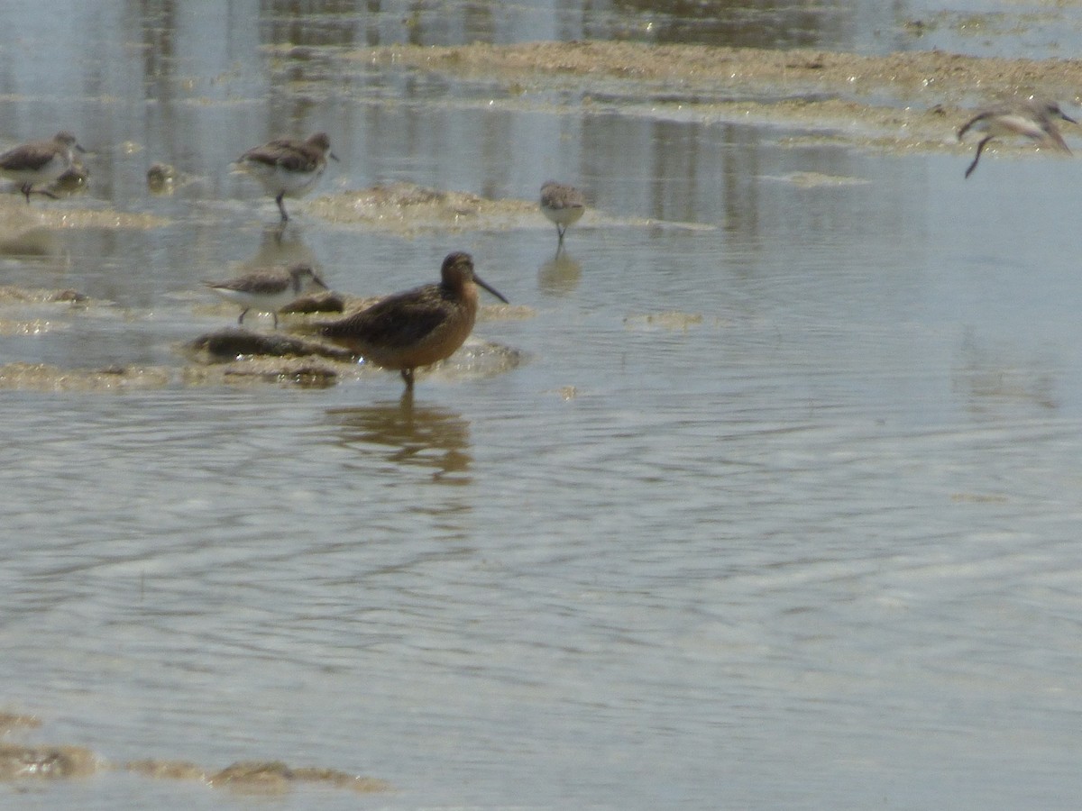 Short-billed Dowitcher - ML169430211