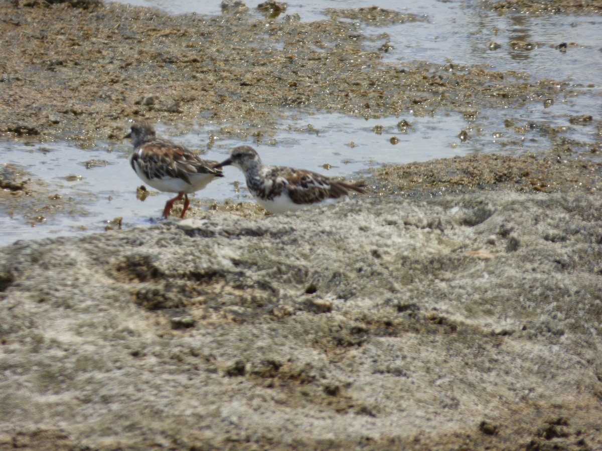 Ruddy Turnstone - ML169430651