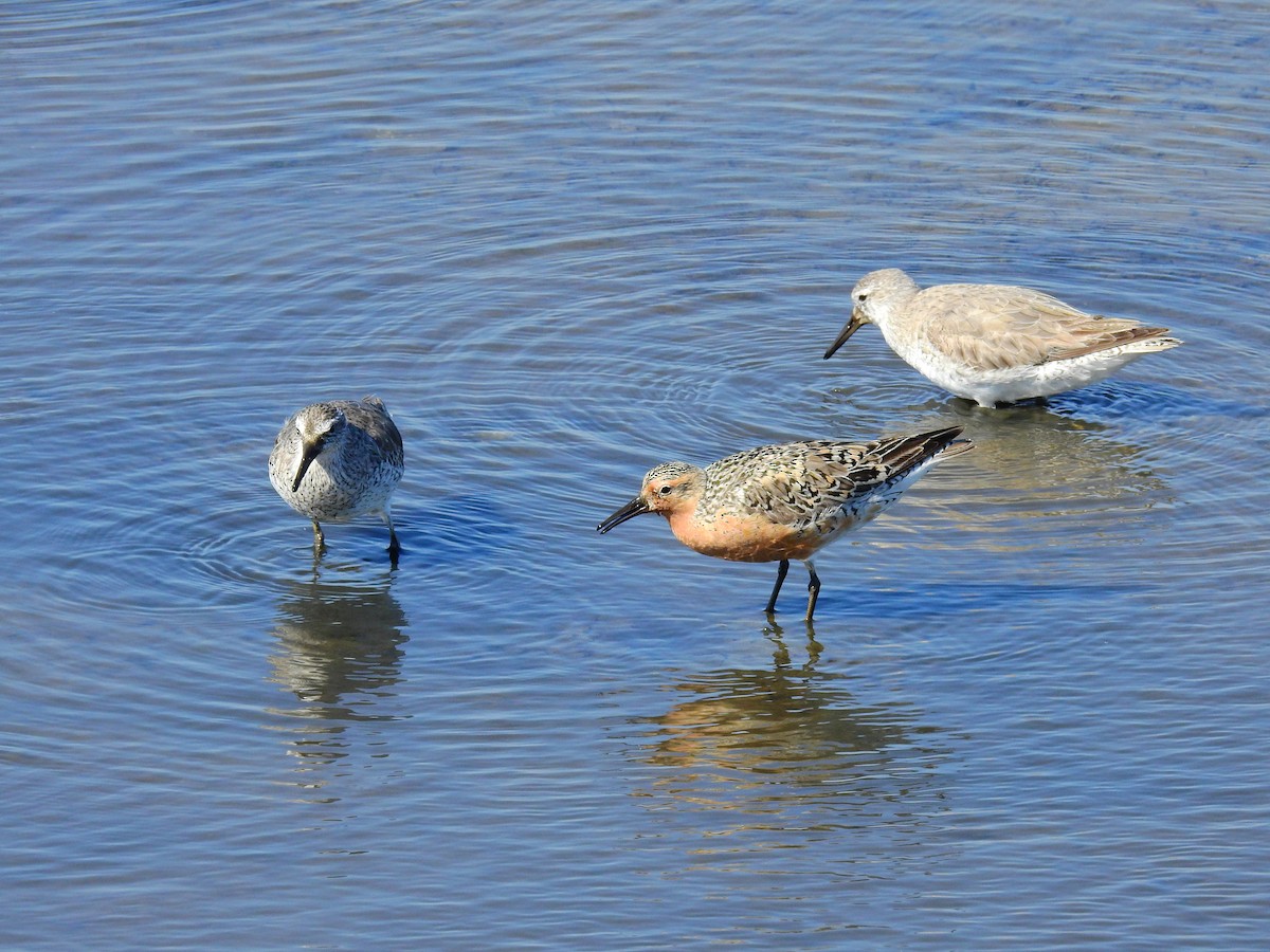 Red Knot - Chuck Schussman