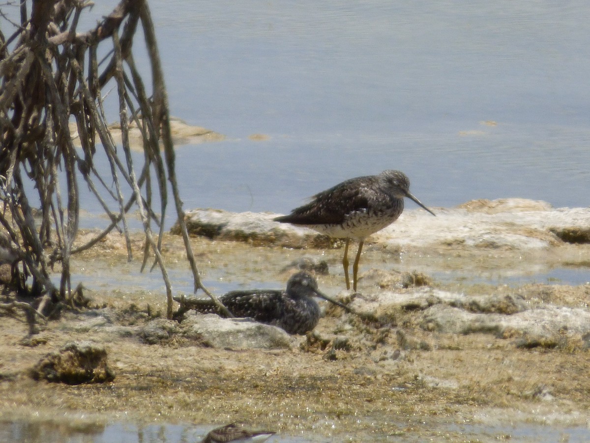 Greater Yellowlegs - Tarra Lindo