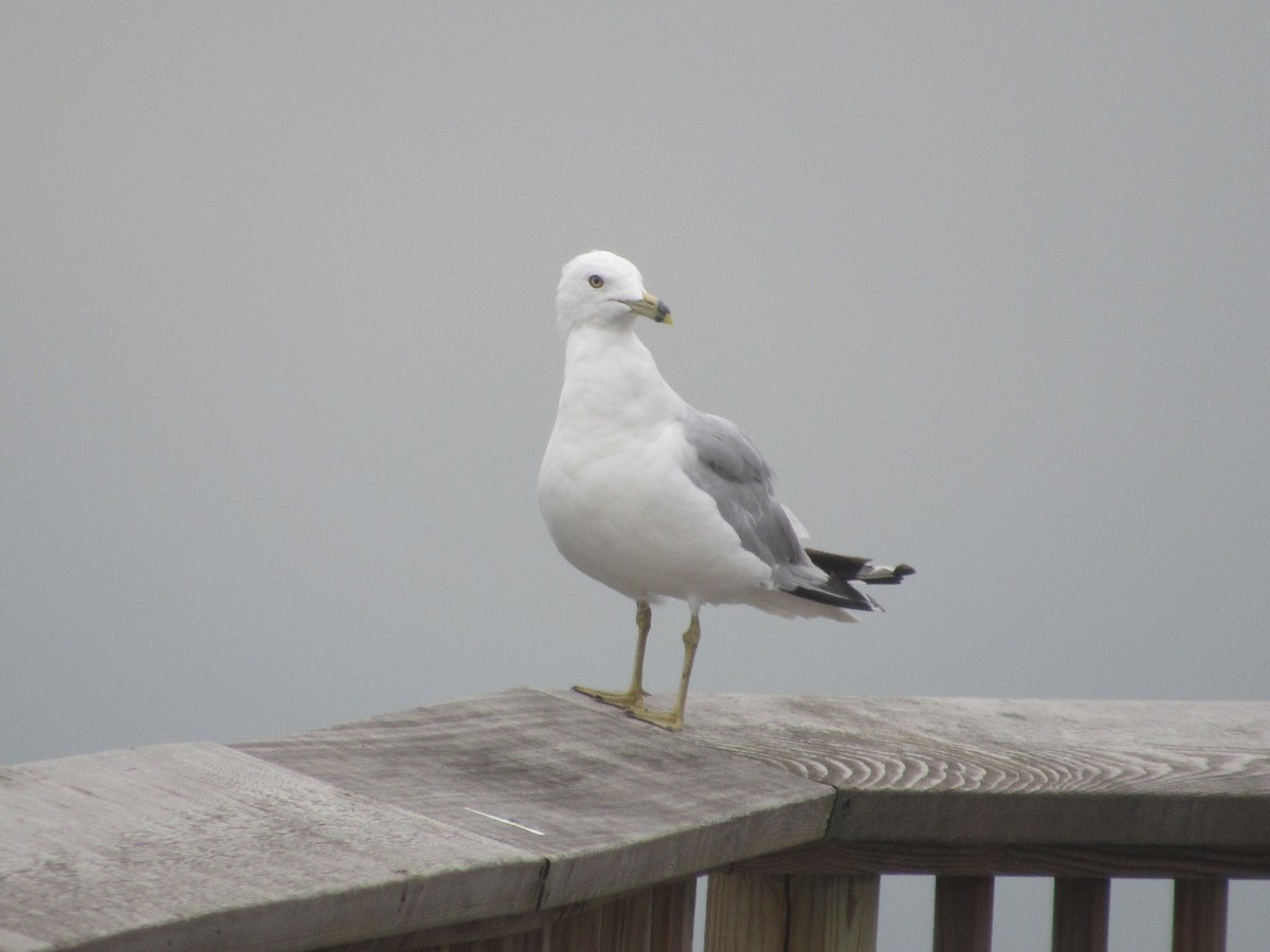 Ring-billed Gull - John Coyle